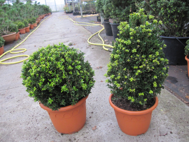 Ilex crenata Twiggy Kegel und Kugel